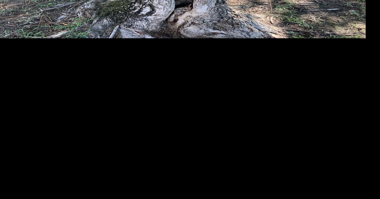 Preventing southwest injury in young trees over winter