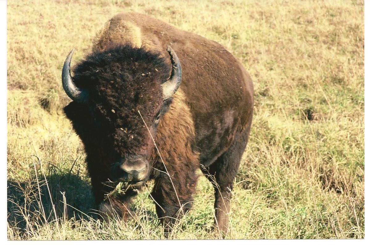Bison: Oklahoma's State animal | News | tulsaworld.com