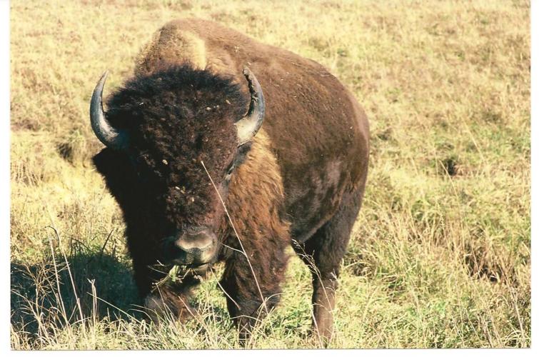Bison: Oklahoma's State animal