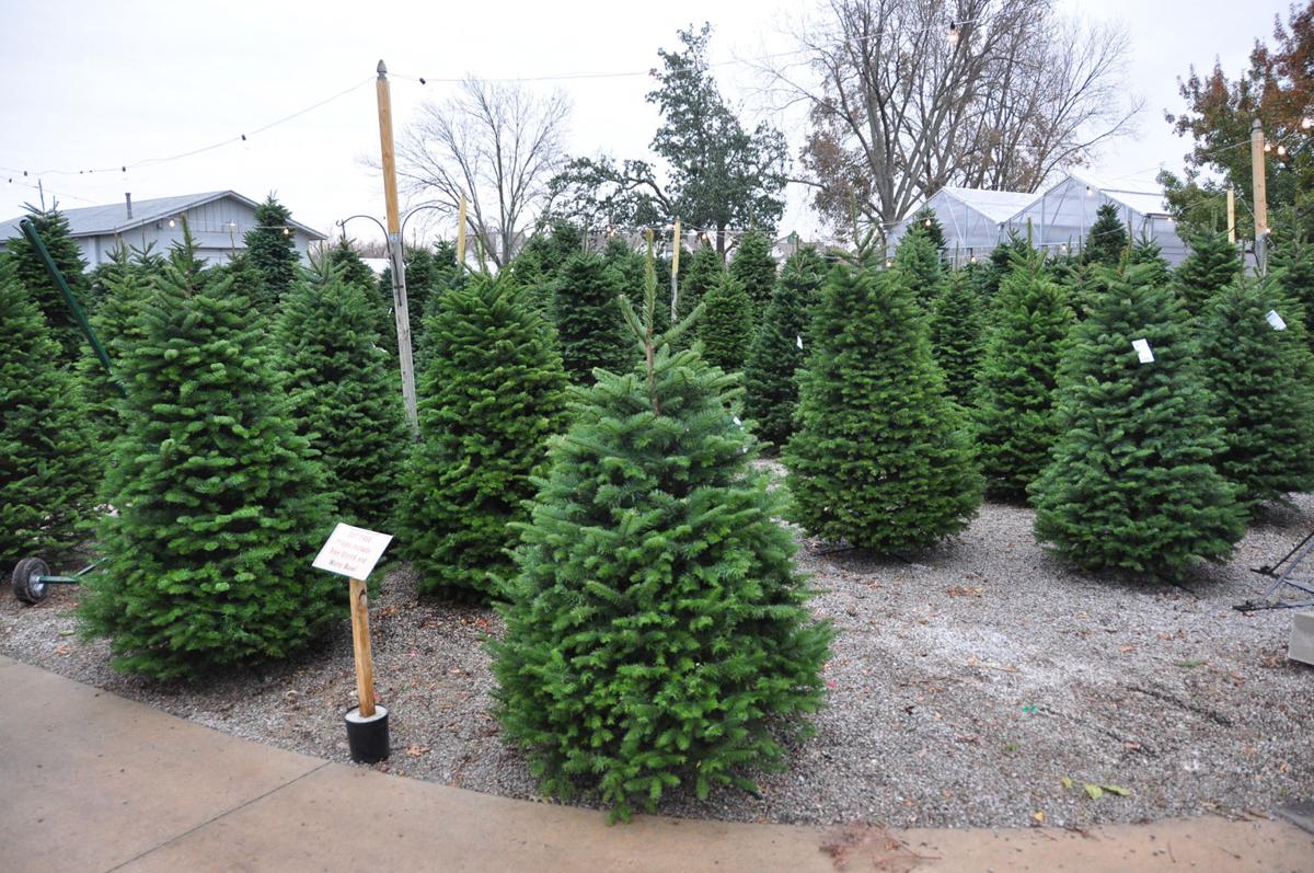 master gardener pick the perfect christmas tree this master gardener pick the perfect christmas tree this