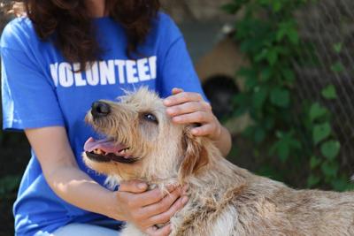 Be a champion for the underdogs:  12 tips for helping homeless pets, rescues and shelters (image)