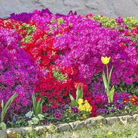 Master Gardener: Root rot can turn beautiful azalea bush into a corpse