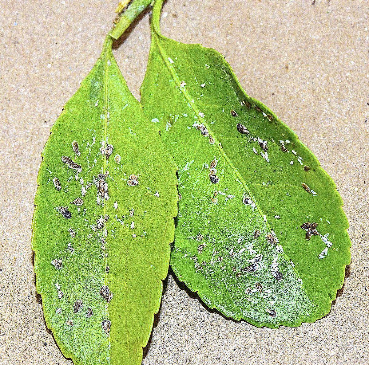 Master Gardener Treat plants for scale insects before