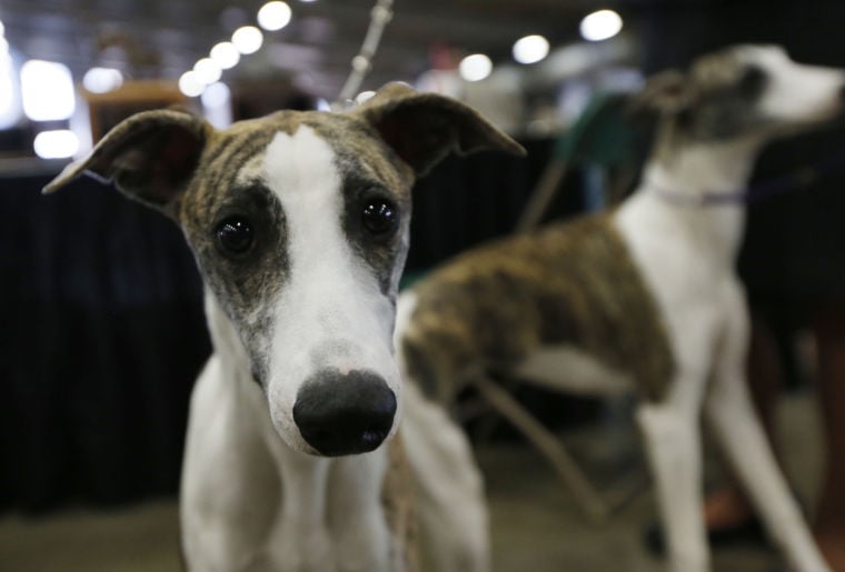 Photo gallery Tulsa Dog Show brings bark to Tulsa Latest Headlines