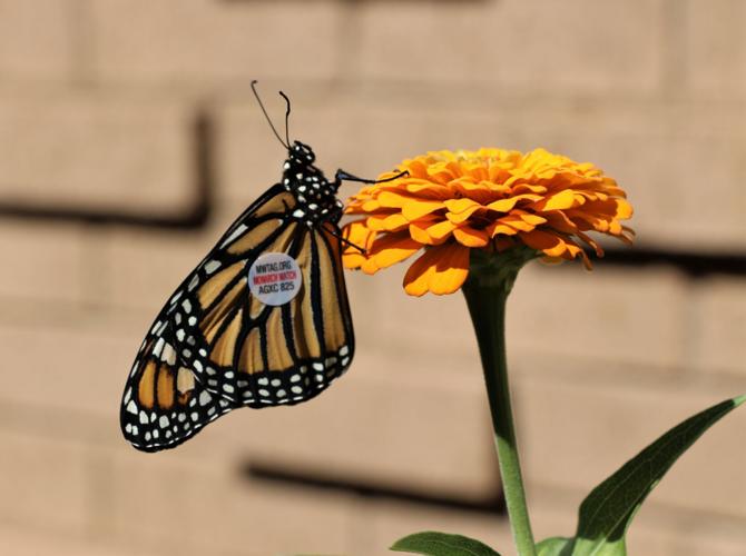 100522-ssl-monarchs-p5