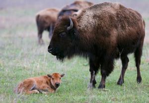 John Klein: Spring back to life on the prairie
