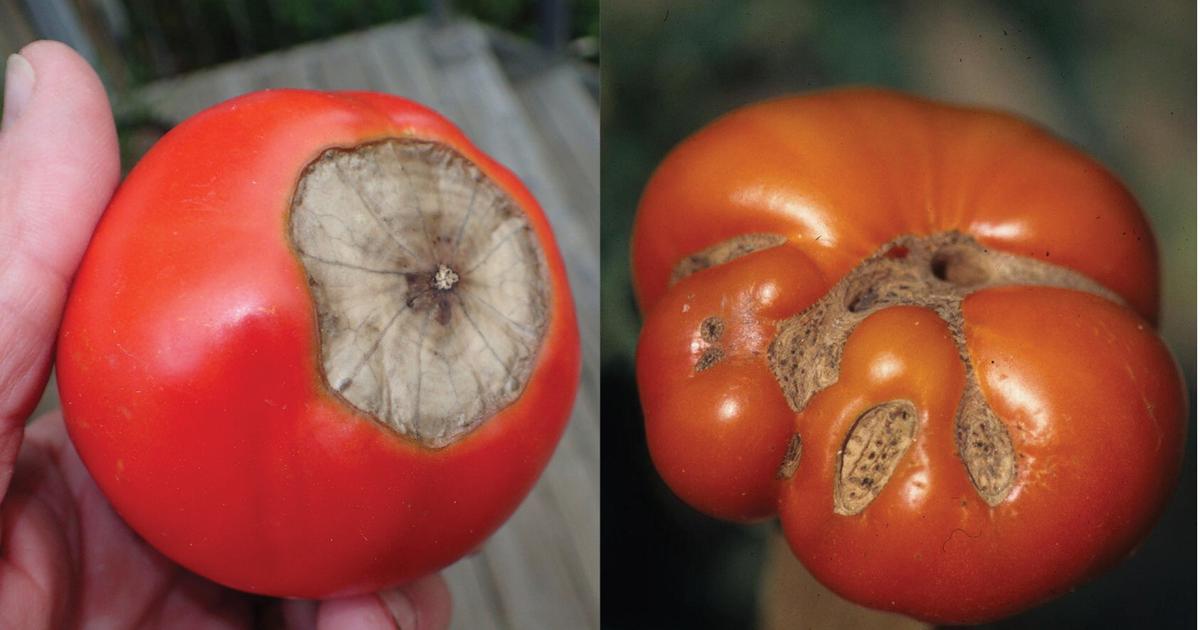 Master Gardener: What's causing your tomato problems? It may be the weather