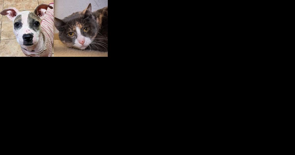 Pawsitively adorable: Meet 39 adoptable dogs and cats looking for love in the Tulsa area - Vimarsana News