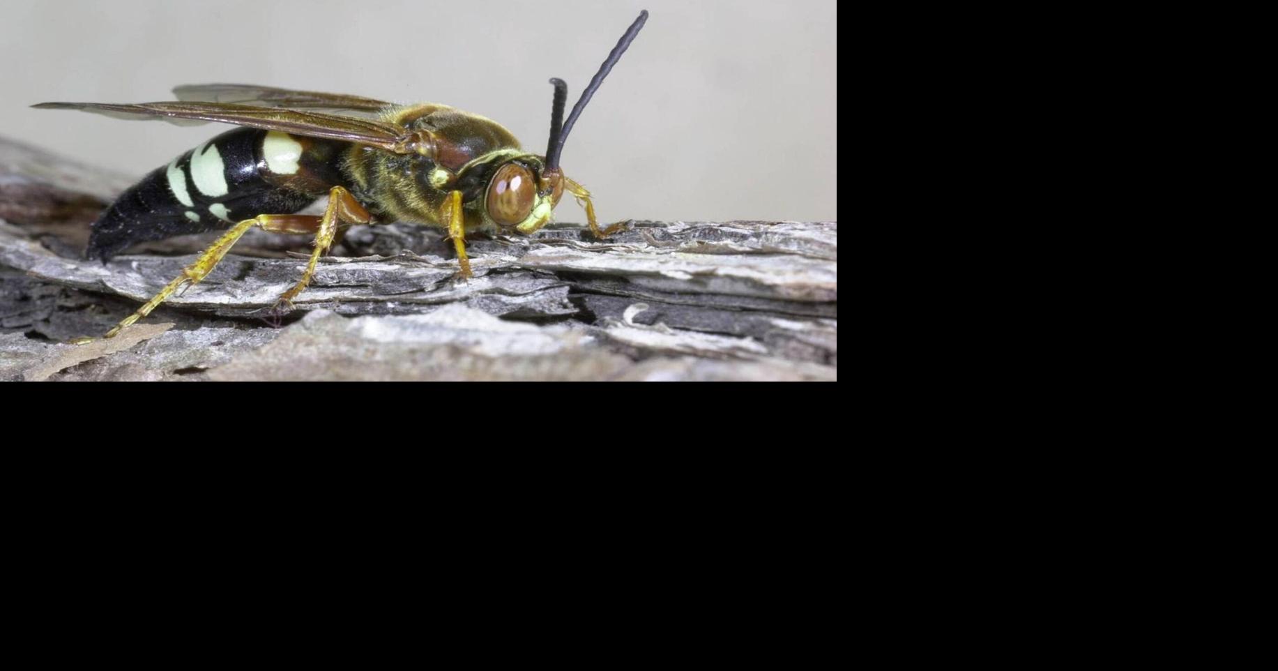 Master Gardener: Seeing more wasps this season? Find out about their ...