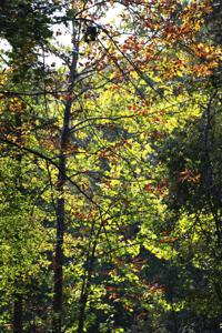 Beavers Bend State Park