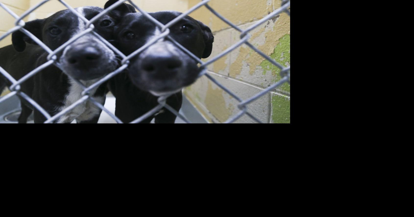 Tulsa Animal Welfare reopening after string of canine influenza cases