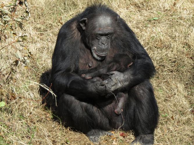 Tulsa Zoo has new baby chimp