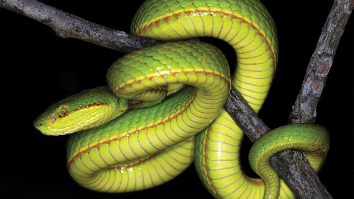 Scientists Name Newly Discovered Snake After Harry Potter Character Salazar Slytherin National News Tulsaworld Com