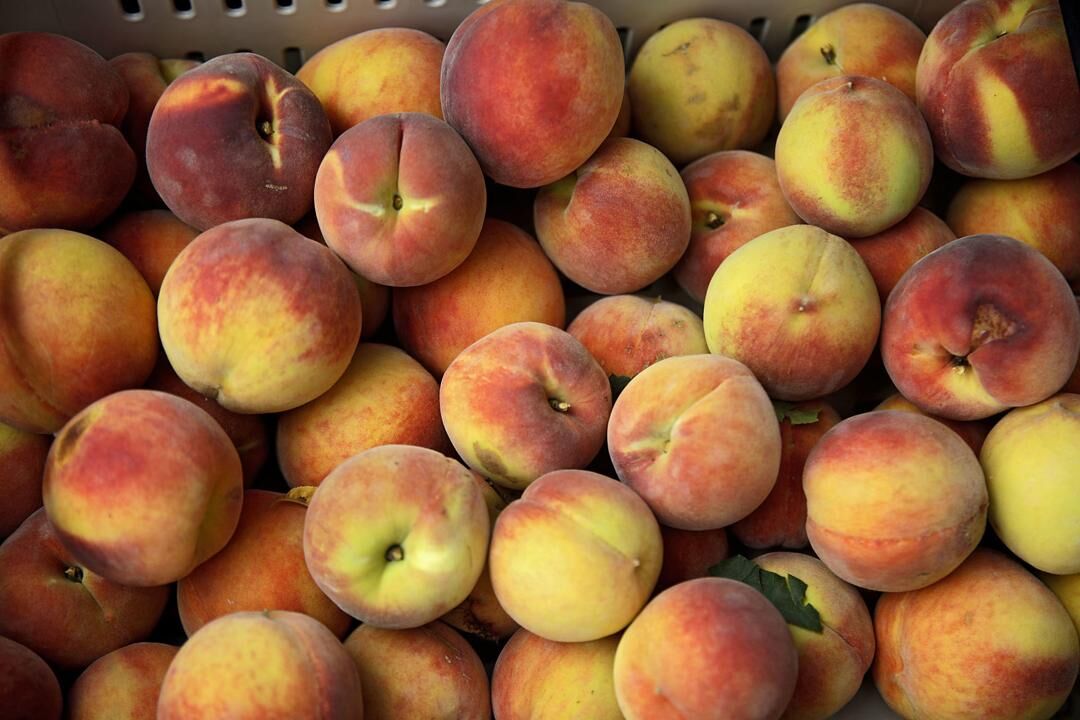Livesay Orchards in Porter experiencing unprecedented peach shortage