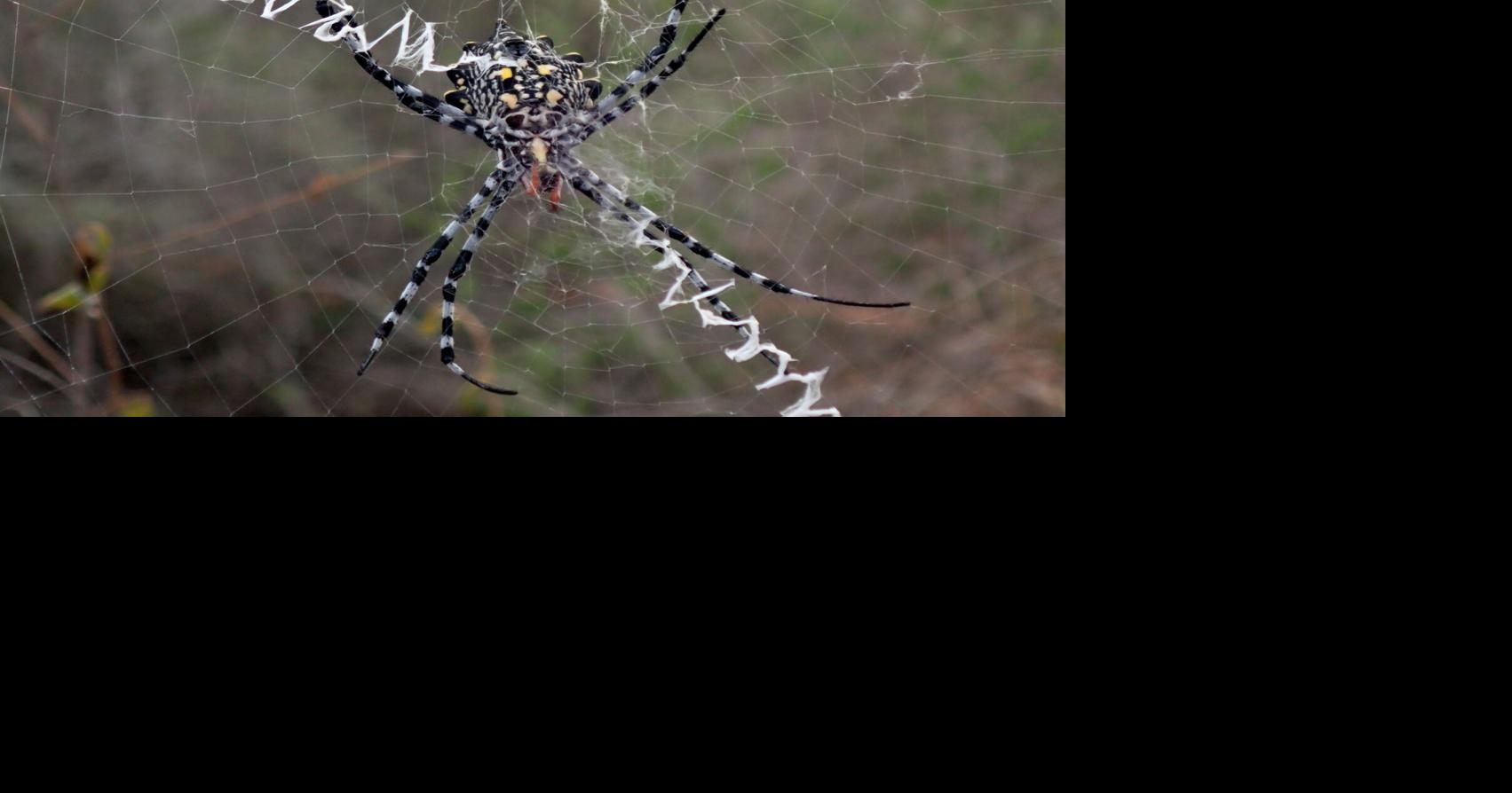 Oklahoma spiders Which ones are venomous or helpful friends