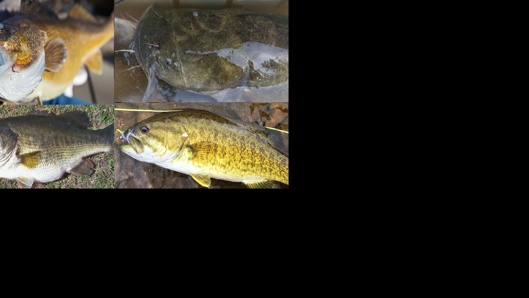 Oklahoma Lists Mercury In Fish Warnings For 14 More Lakes Local News Tulsaworld Com