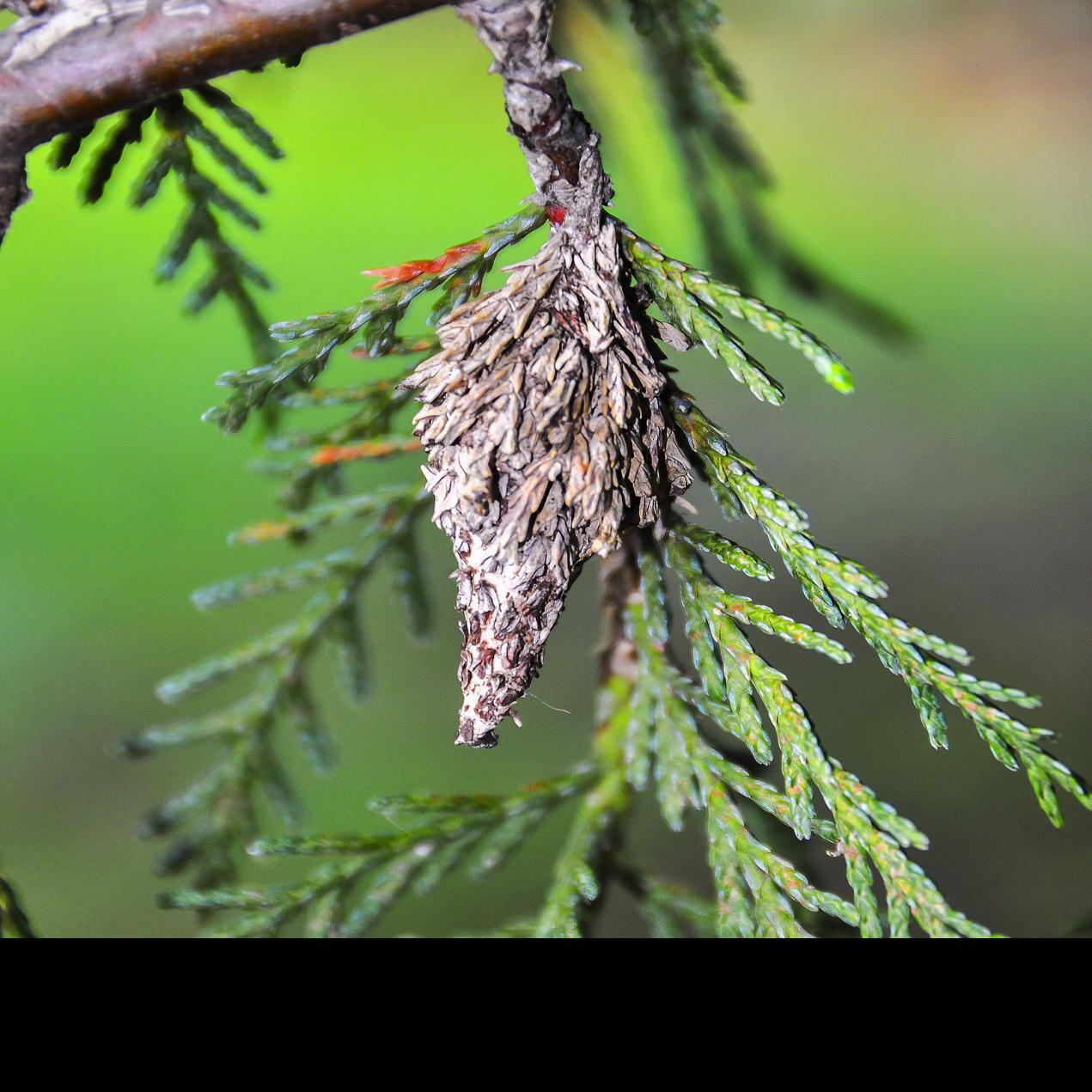 Master Gardener Bagworm Infestations Are Difficult To Treat Home Garden Tulsaworld Com
