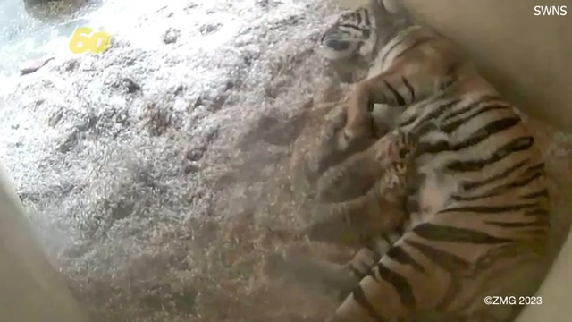 Columbus Zoo welcomes three baby tigers