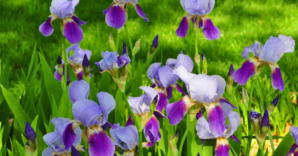 Master Gardener: On the importance of dividing iris, and how to do it