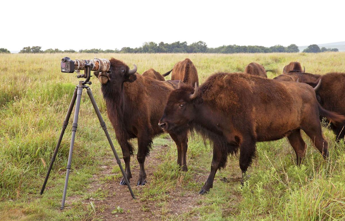 Kelly Bostian Visions Of The Tallgrass Captures The
