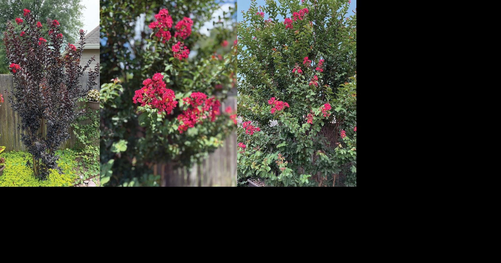 Master Gardener: Crape myrtles do best when planted in the summer