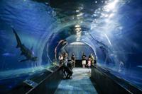 Oklahoma Aquarium sharks