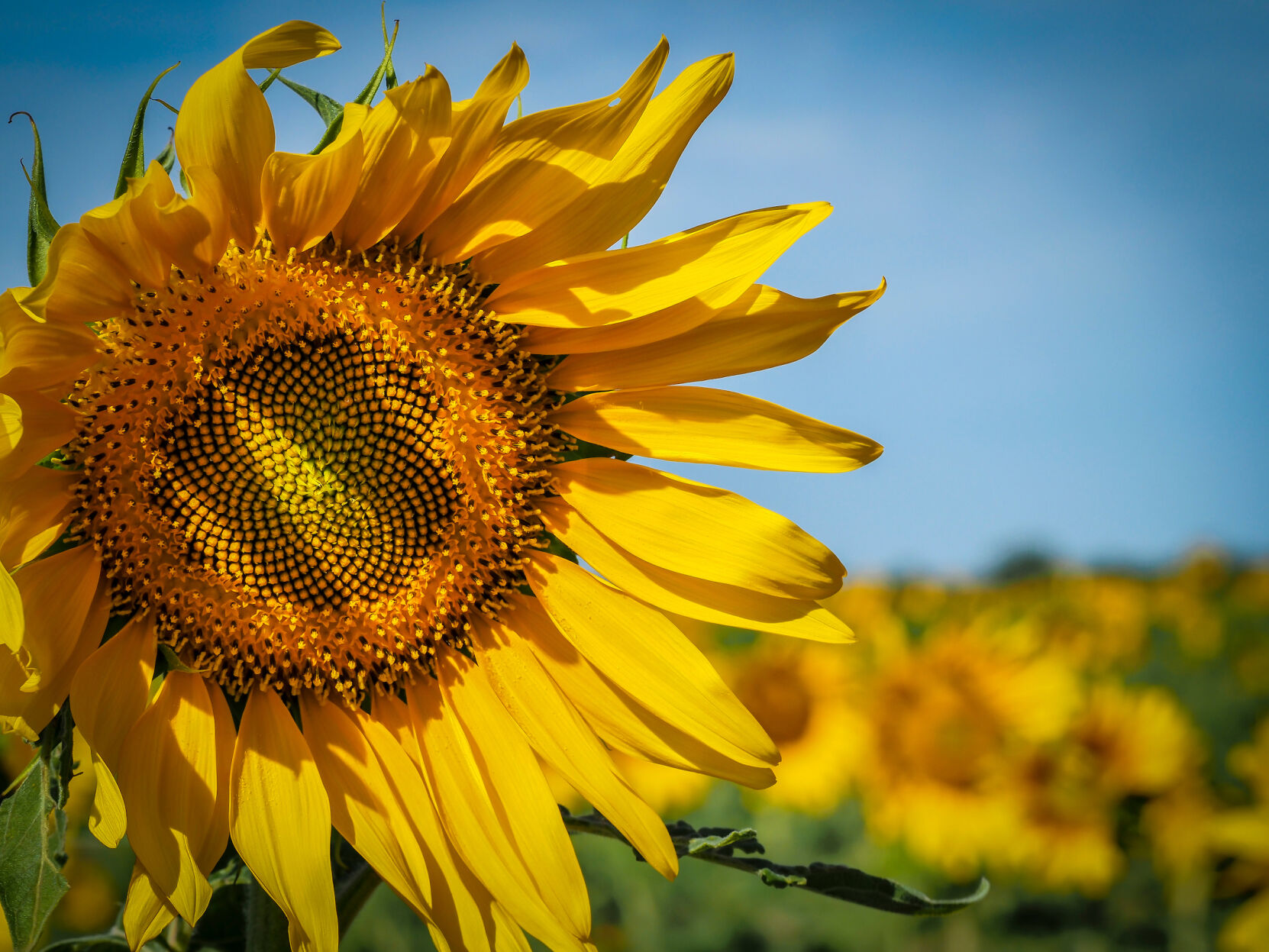 Master Gardener Sunflowers are beautiful and easy to grow