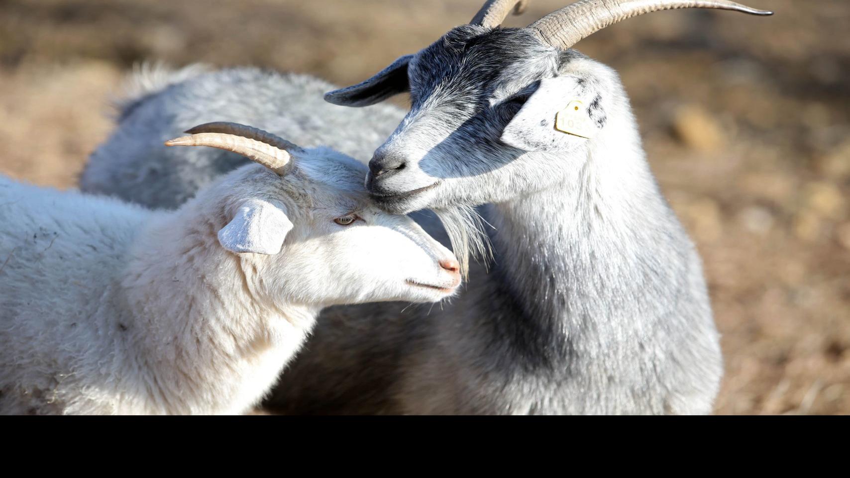 Quite The Yarn Doctor Turned Rancher Makes Cashmere Goats Her Specialty Business News Tulsaworld Com
