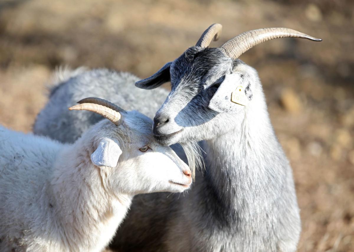 Quite The Yarn Doctor Turned Rancher Makes Cashmere Goats Her