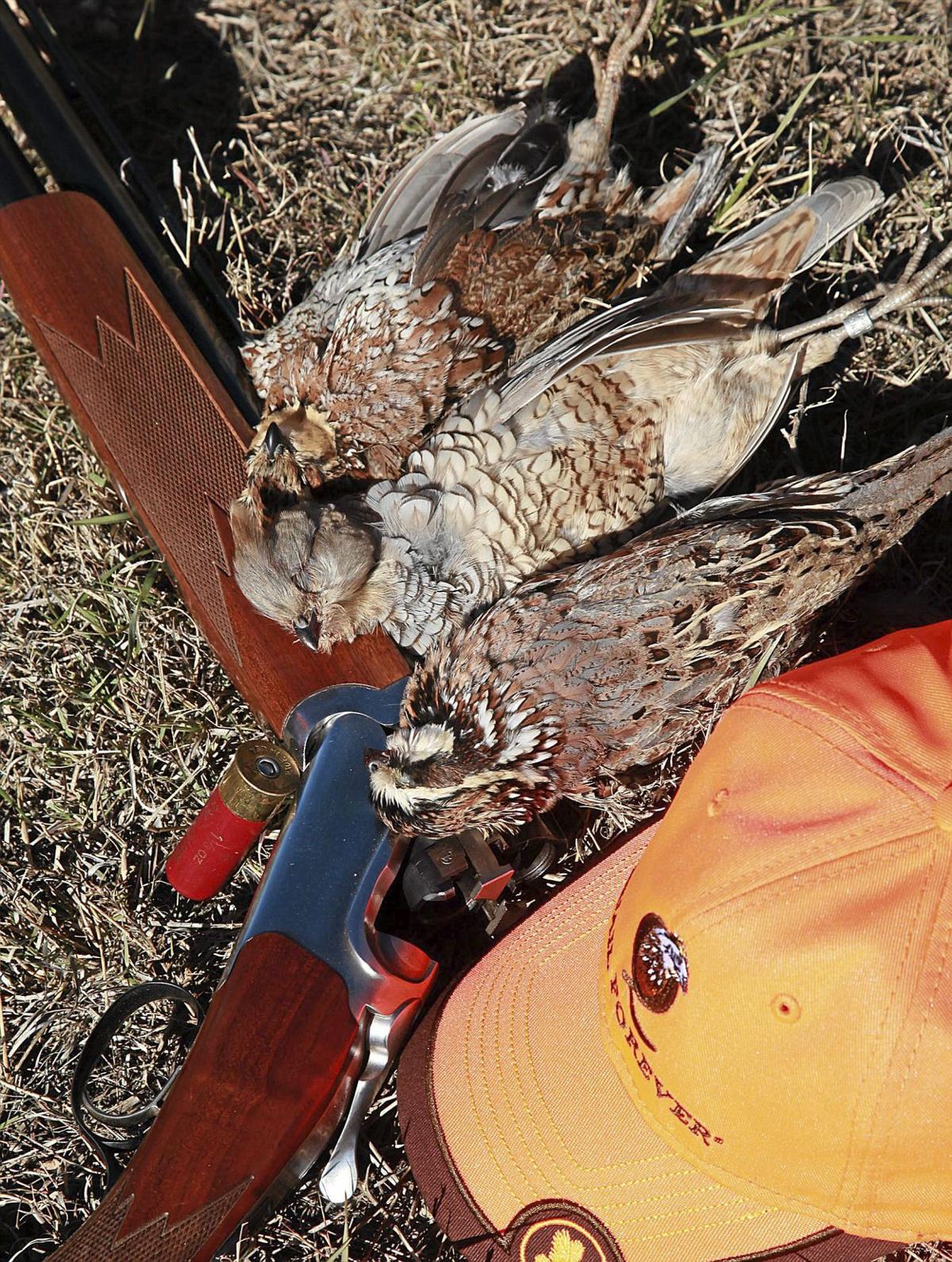 Kelly Bostian Oklahoma quail hunting 'just like the good old days