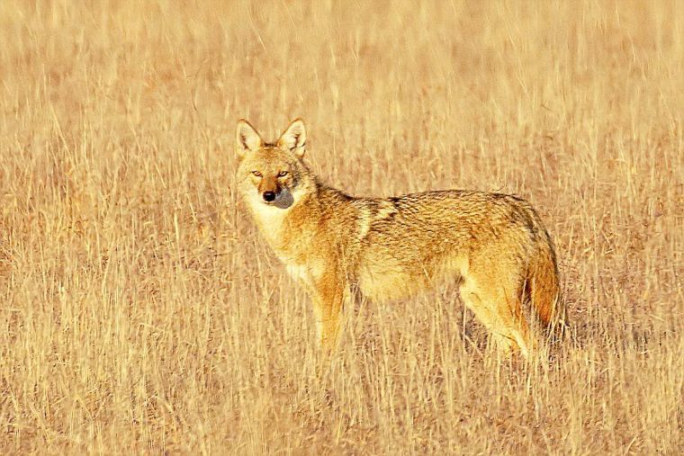 No permit required: Bill would allow 'spotlighting' coyotes statewide