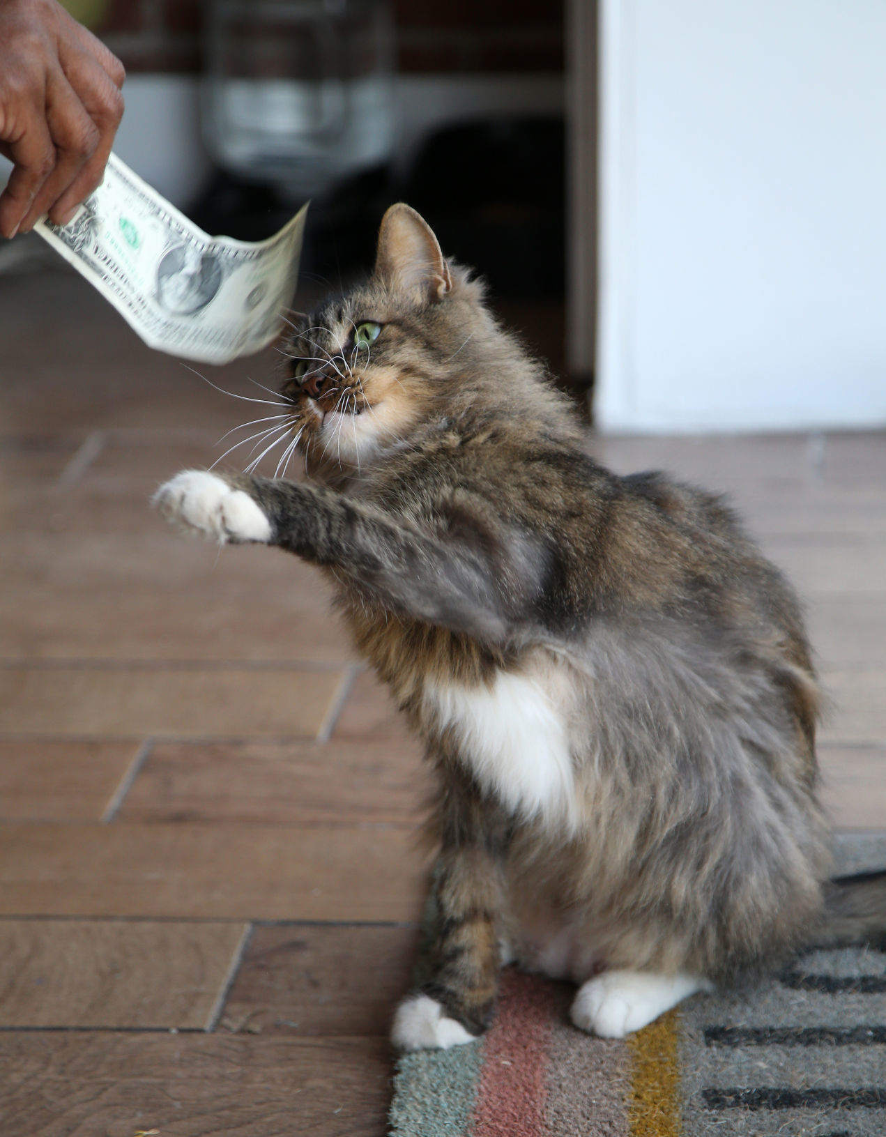 the money cat