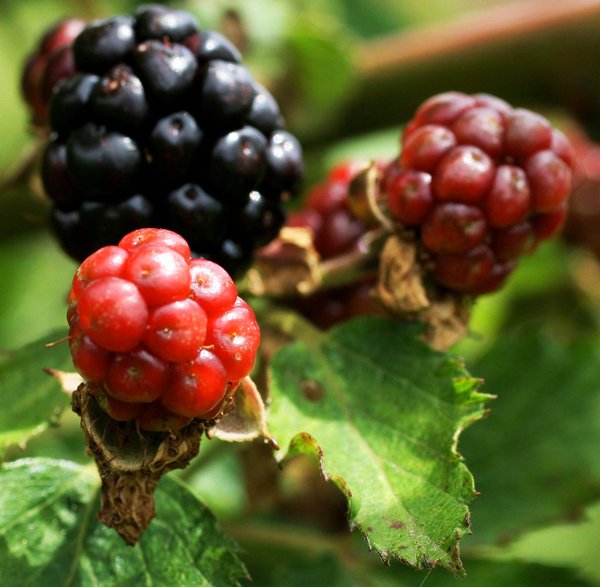 Blackberries, hybrids good choices for Oklahoma Home & Garden