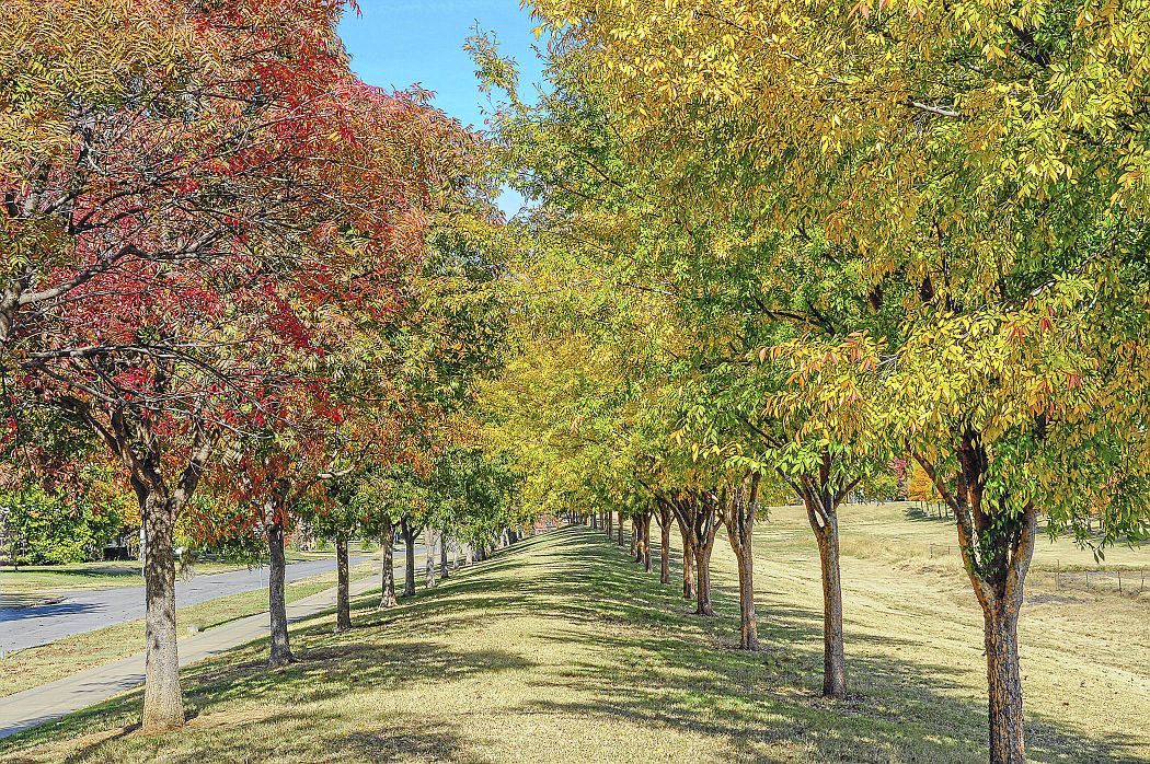 Master Gardener Choosing fastgrowing trees to fill new home area