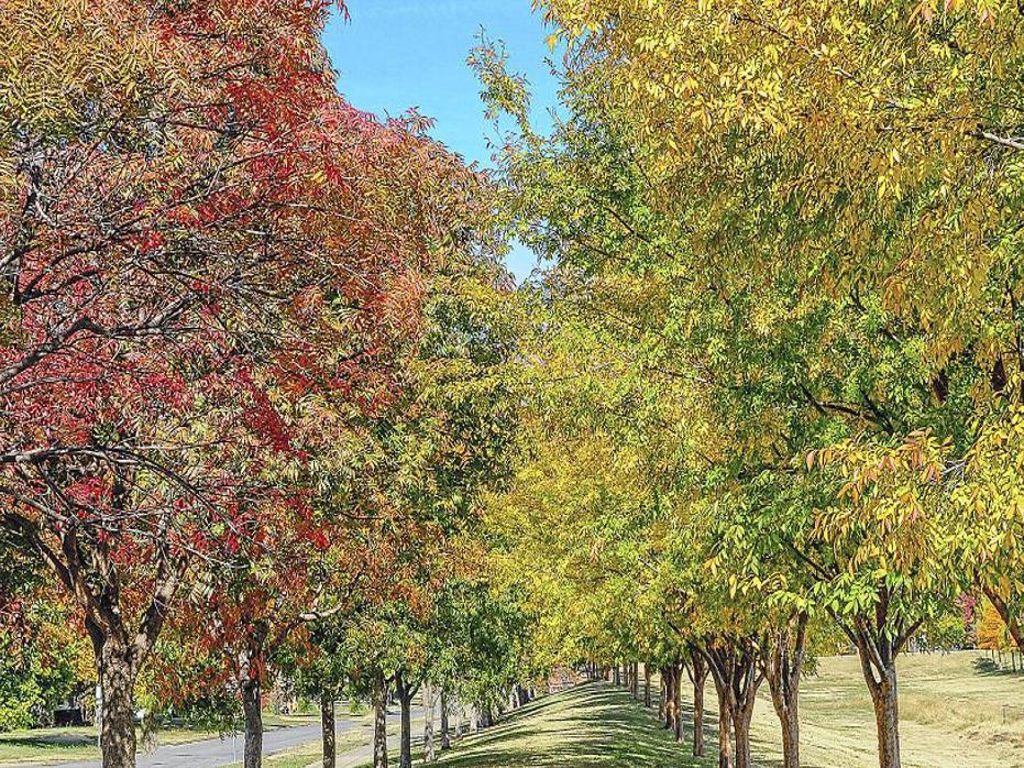 Master Gardener Choosing Fast Growing Trees To Fill New Home Area Home Garden Tulsaworld Com