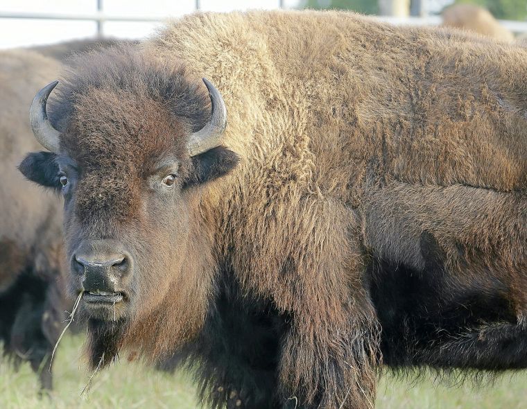 Photo gallery Cherokee Nation bison herd arrives Gallery