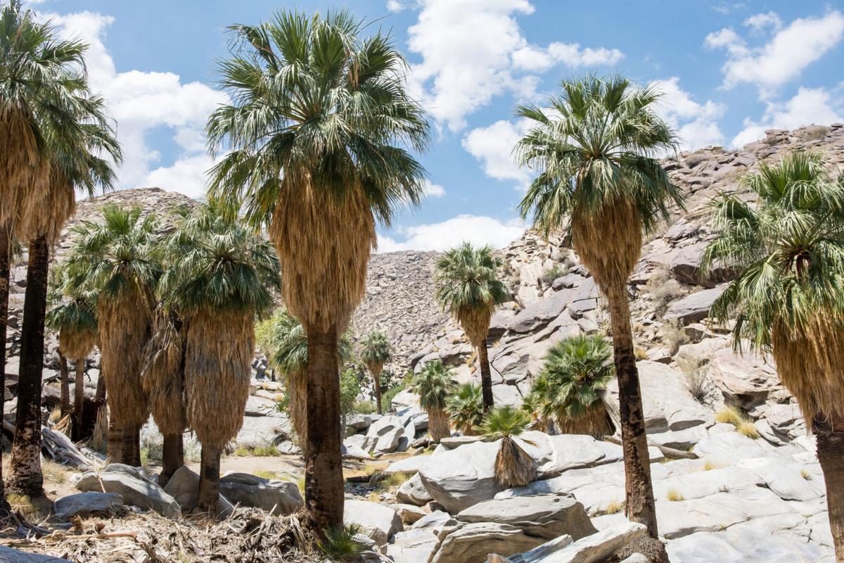 Palms are among several tree species that off-gas natural but potentially harmful air pollution when the weather heats up.