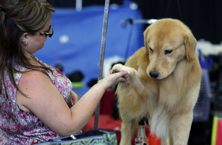 Photo gallery: Tulsa Dog Show brings bark to Tulsa - Tulsa World: Tulsa