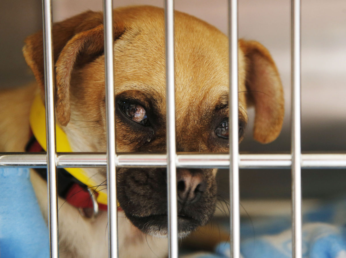 broken arrow humane society