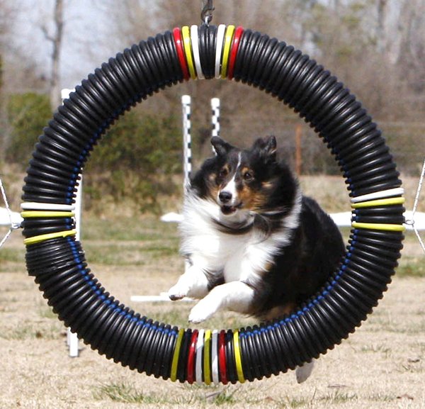 akc agility course