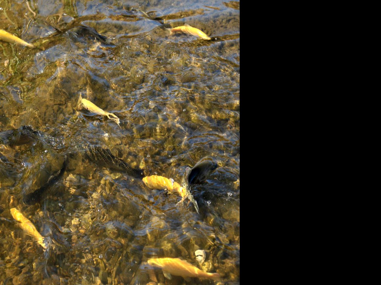 Outdoors Places Pretty Water Lake Is Easy Wintertime Trout
