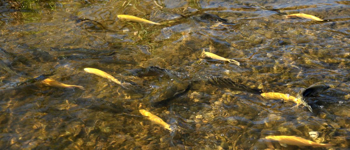 Outdoors Places Pretty Water Lake Is Easy Wintertime Trout Fishing Spot Sports News Tulsaworld Com