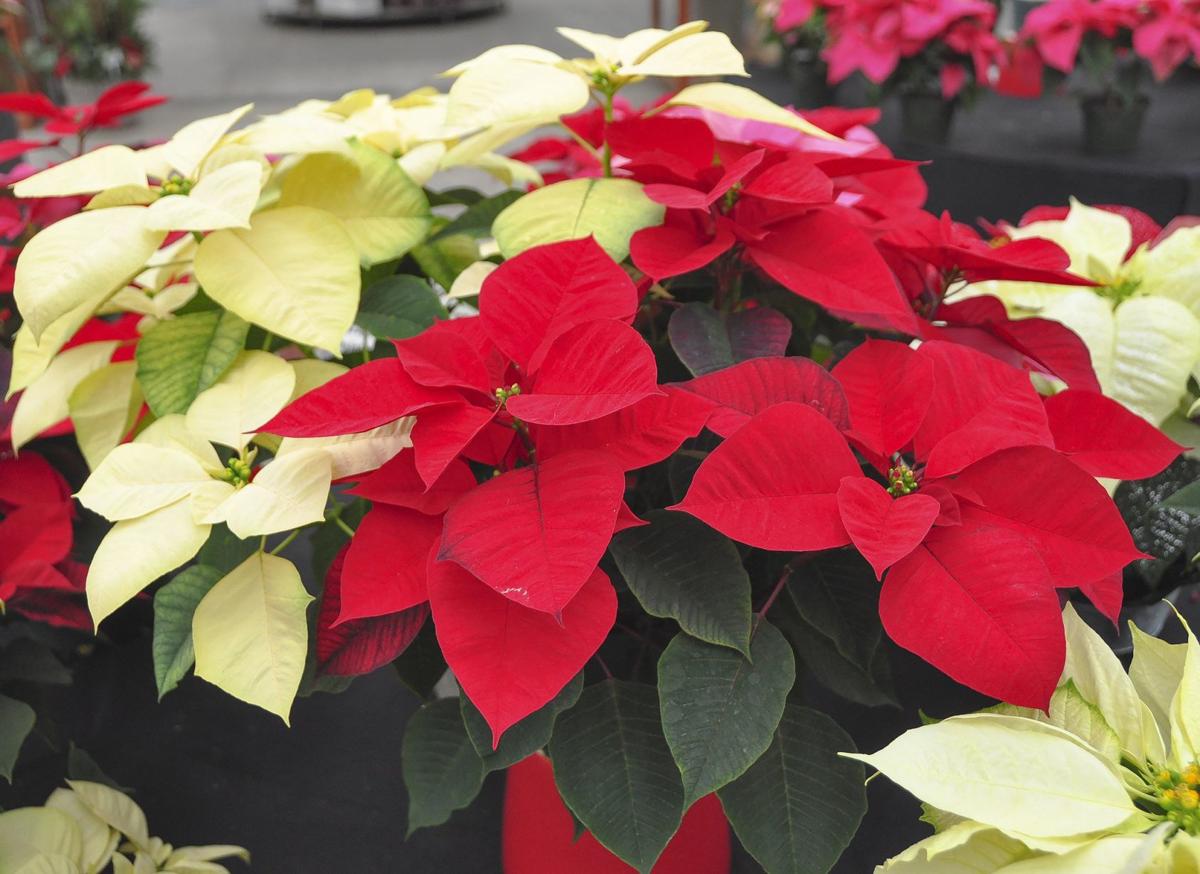 Master Gardener Light Temperature Important For Poinsettia Care Home Garden Tulsaworld Com,What Is Caramel Made Out Of
