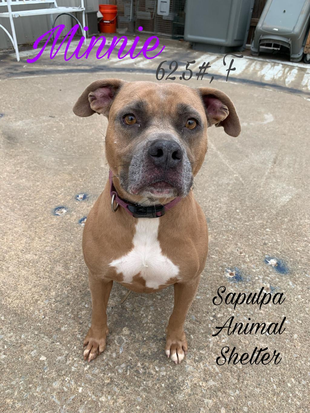 meet 45 adoptable dogs and cats looking