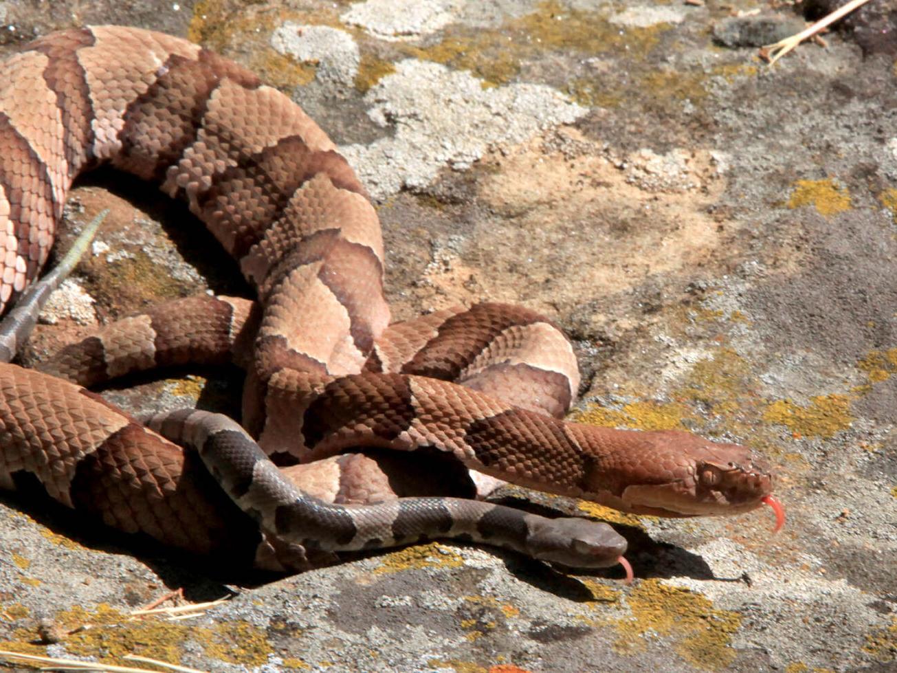 Snakes Alive Copperhead Other Snake Encounters More Likely As Days Shorten Weather Cools Local News Tulsaworld Com Snakes Alive Copperhead Other Snake Encounters More Likely As Days Shorten Weather Cools Local News Tulsaworld Com