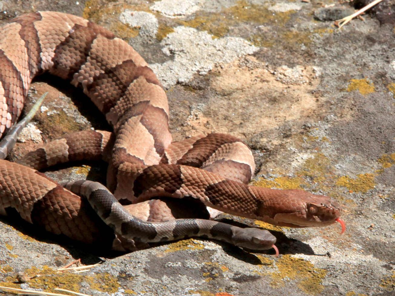 Snakes Alive Copperhead Other Snake Encounters More Likely As Days Shorten Weather Cools Local News Tulsaworld Com