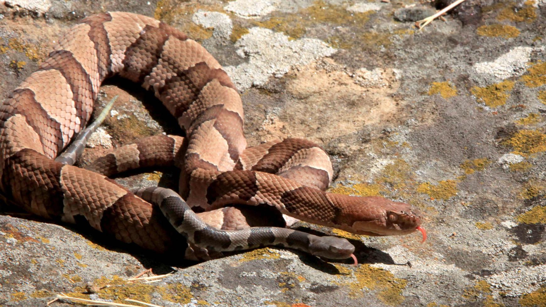 Snakes Alive Copperhead Other Snake Encounters More Likely As Days Shorten Weather Cools Local News Tulsaworld Com Snakes Alive Copperhead Other Snake Encounters More Likely As Days Shorten Weather Cools Local News Tulsaworld Com