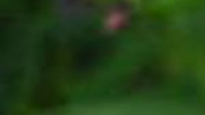 Russell Studebaker Bluebells Are A Blueblood Of Flower World Archive Tulsaworld Com