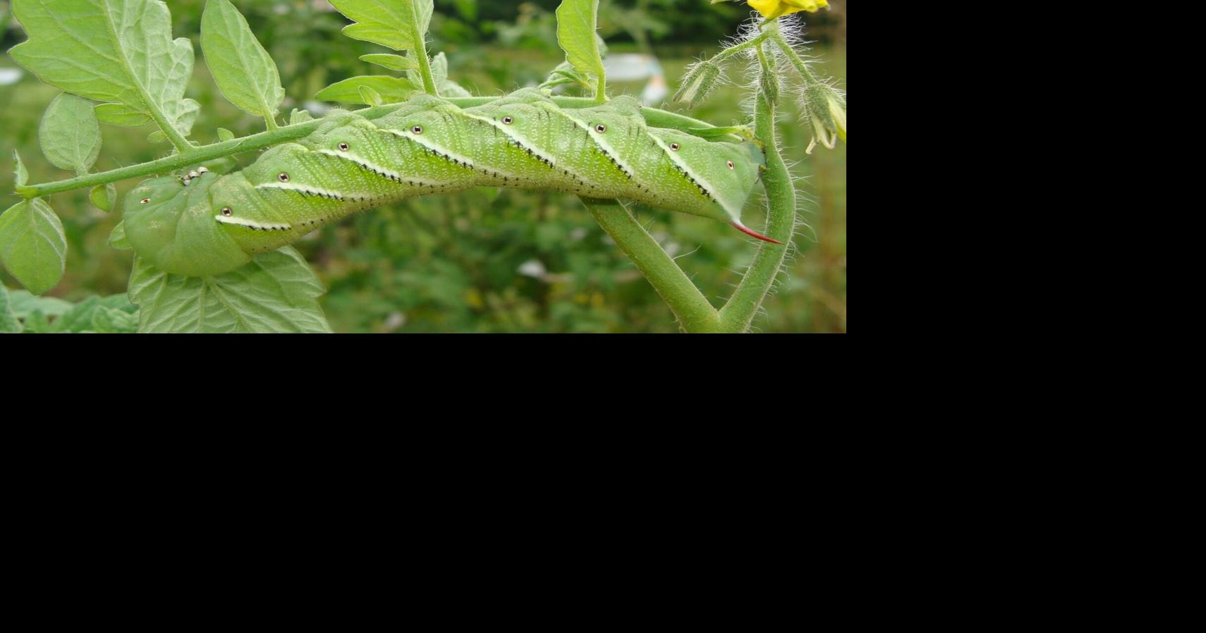Master Gardener: Getting started with integrated pest management