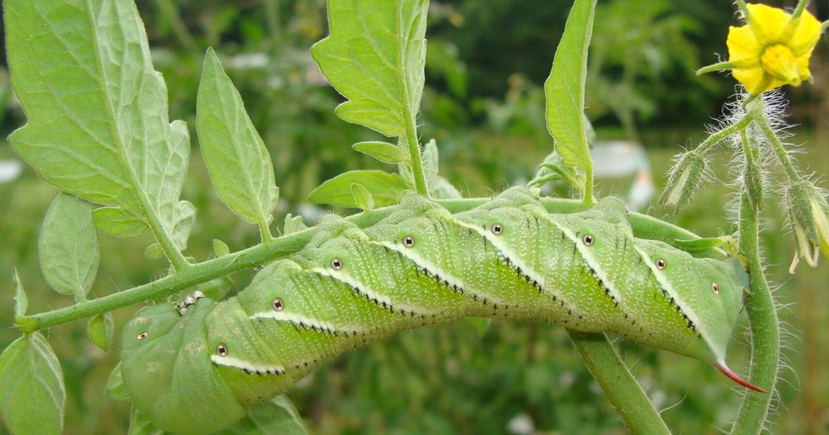 Master Gardener: Getting started with integrated pest management